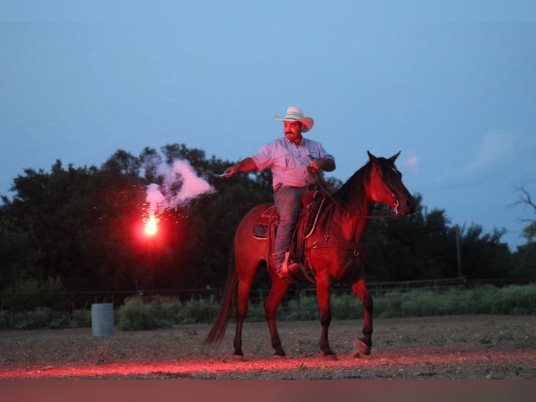 American Quarter Horse Castrone 14 Anni 152 cm Baio ciliegia in Stephenville TX