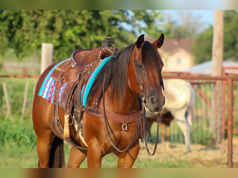 American Quarter Horse Castrone 14 Anni 152 cm Baio ciliegia in Stephenville TX