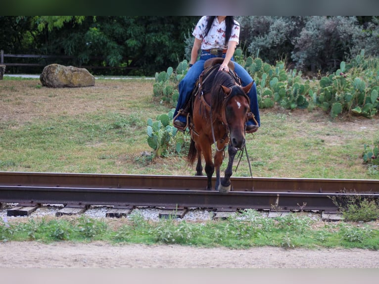 American Quarter Horse Castrone 14 Anni 152 cm Baio ciliegia in Stephenville TX