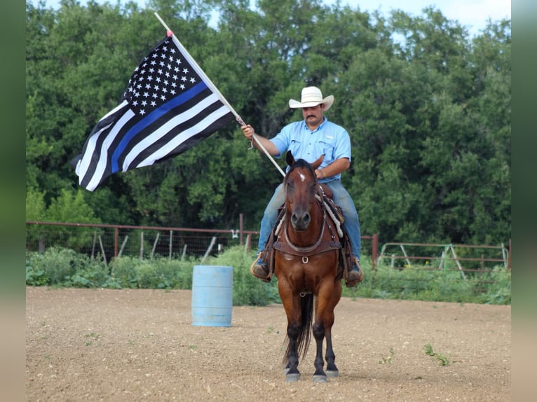 American Quarter Horse Castrone 14 Anni 152 cm Baio ciliegia in Stephenville TX