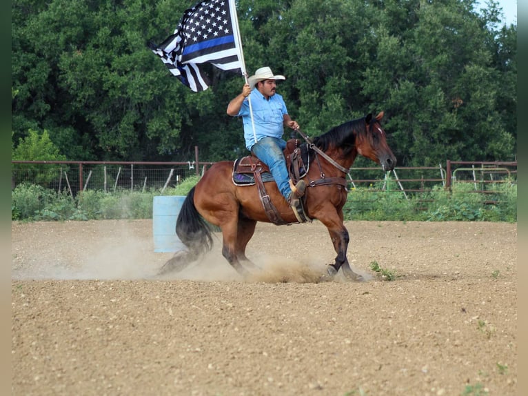 American Quarter Horse Castrone 14 Anni 152 cm Baio ciliegia in Stephenville TX