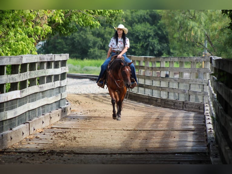 American Quarter Horse Castrone 14 Anni 152 cm Baio ciliegia in Stephenville TX