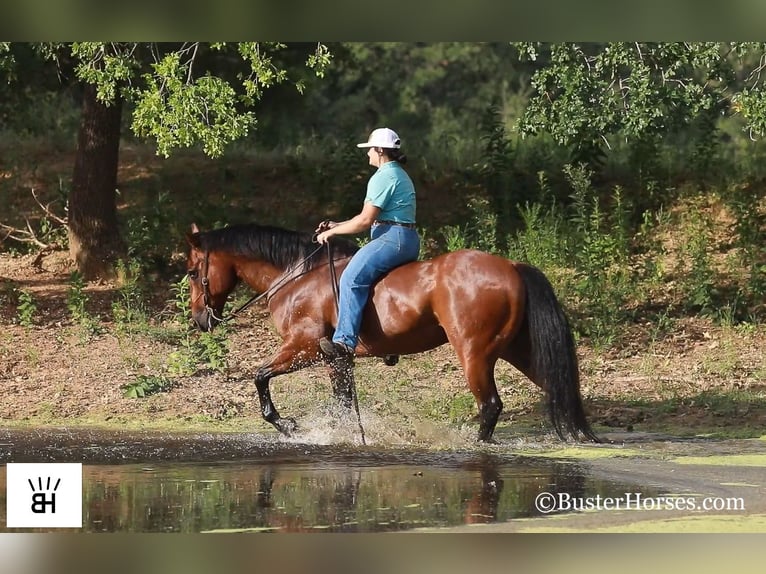 American Quarter Horse Castrone 14 Anni 152 cm Baio ciliegia in Weatherford TX