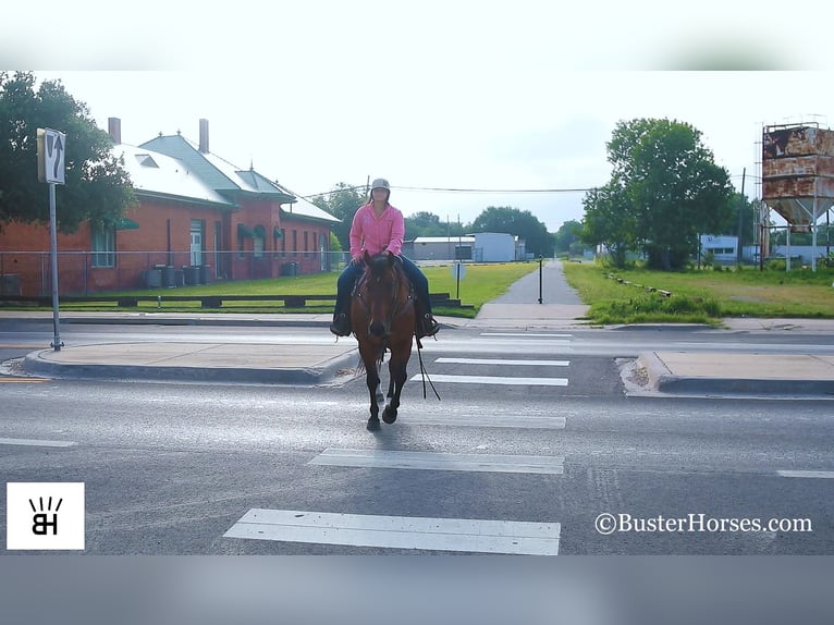 American Quarter Horse Castrone 14 Anni 152 cm Baio ciliegia in Weatherford TX