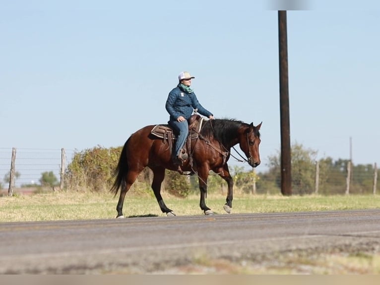 American Quarter Horse Castrone 14 Anni 152 cm Baio ciliegia in Weatherford TX