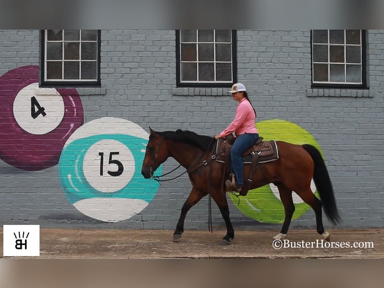 American Quarter Horse Castrone 14 Anni 152 cm Baio ciliegia in Weatherford TX