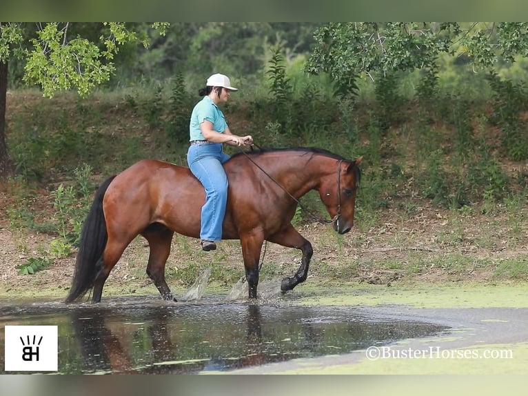 American Quarter Horse Castrone 14 Anni 152 cm Baio ciliegia in Weatherford TX