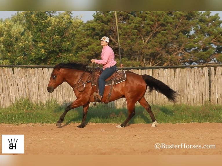 American Quarter Horse Castrone 14 Anni 152 cm Baio ciliegia in Weatherford TX