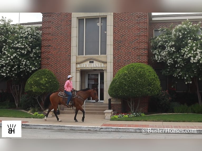 American Quarter Horse Castrone 14 Anni 152 cm Baio ciliegia in Weatherford TX