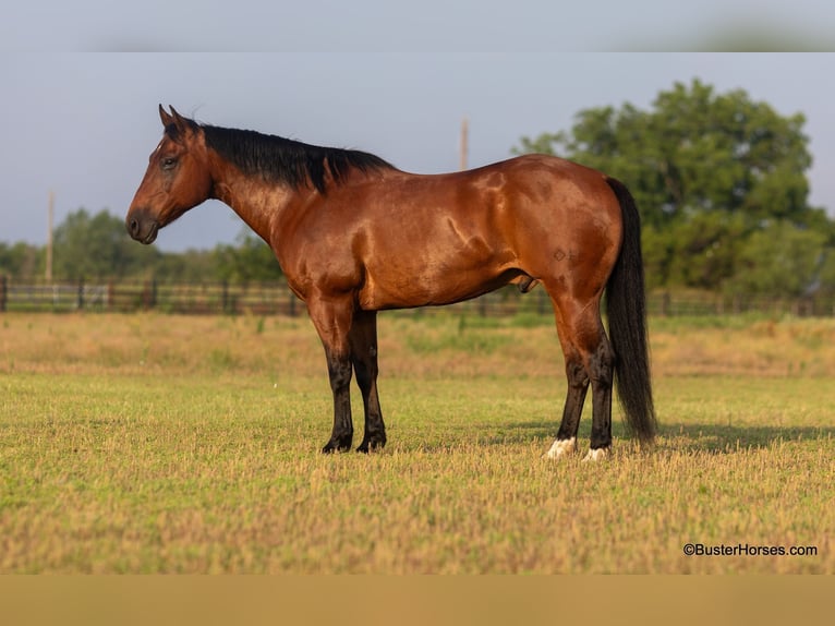 American Quarter Horse Castrone 14 Anni 152 cm Baio ciliegia in Weatherford TX