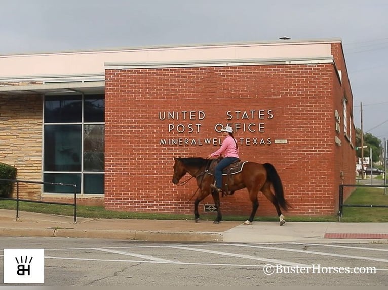 American Quarter Horse Castrone 14 Anni 152 cm Baio ciliegia in Weatherford TX