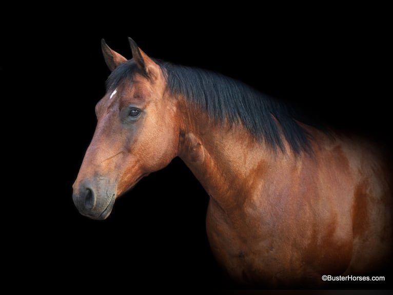 American Quarter Horse Castrone 14 Anni 152 cm Baio ciliegia in Weatherford TX