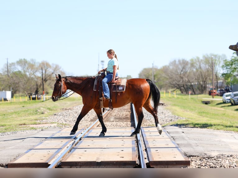 American Quarter Horse Castrone 14 Anni 152 cm Baio ciliegia in Forney