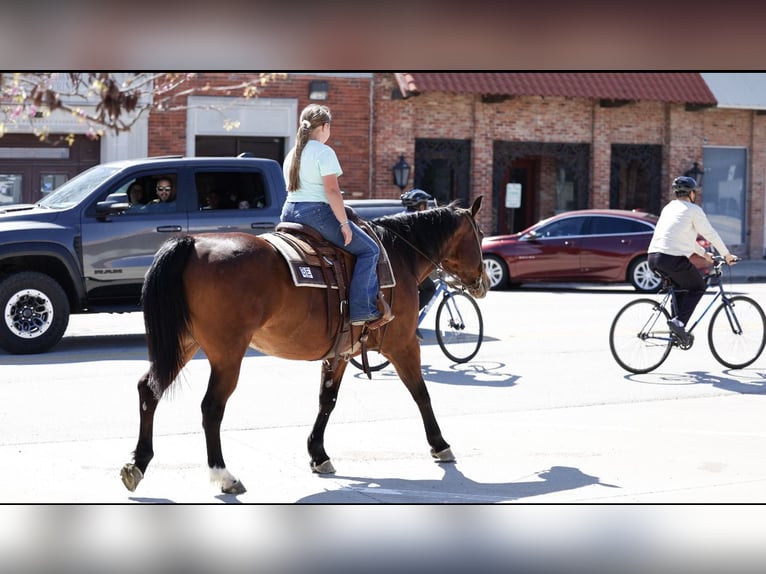 American Quarter Horse Castrone 14 Anni 152 cm Baio ciliegia in Forney