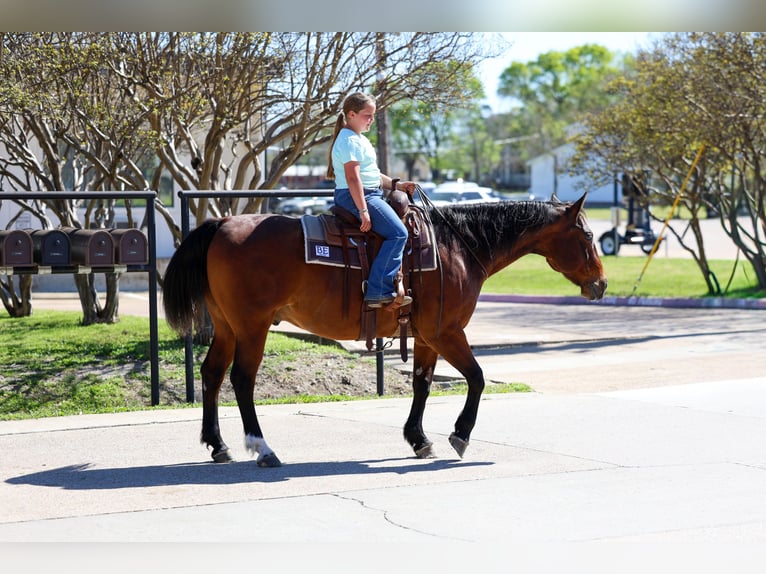 American Quarter Horse Castrone 14 Anni 152 cm Baio ciliegia in Forney
