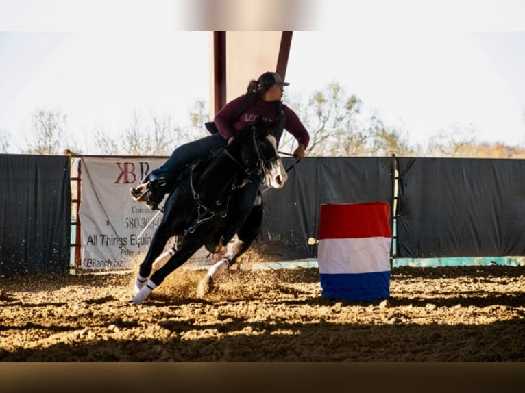 American Quarter Horse Castrone 14 Anni 152 cm Baio in Breckenridge TX