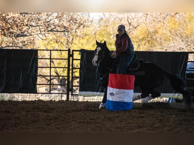 American Quarter Horse Castrone 14 Anni 152 cm Baio in Breckenridge TX