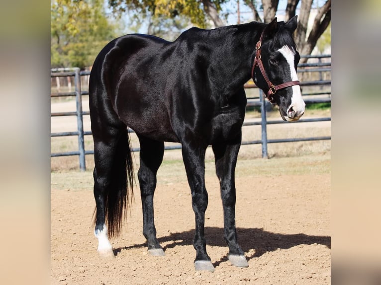 American Quarter Horse Castrone 14 Anni 152 cm Baio in Breckenridge TX