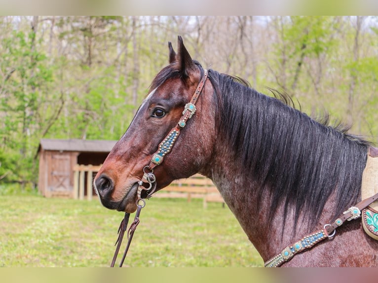 American Quarter Horse Castrone 14 Anni 152 cm Baio roano in Hillsboro KY