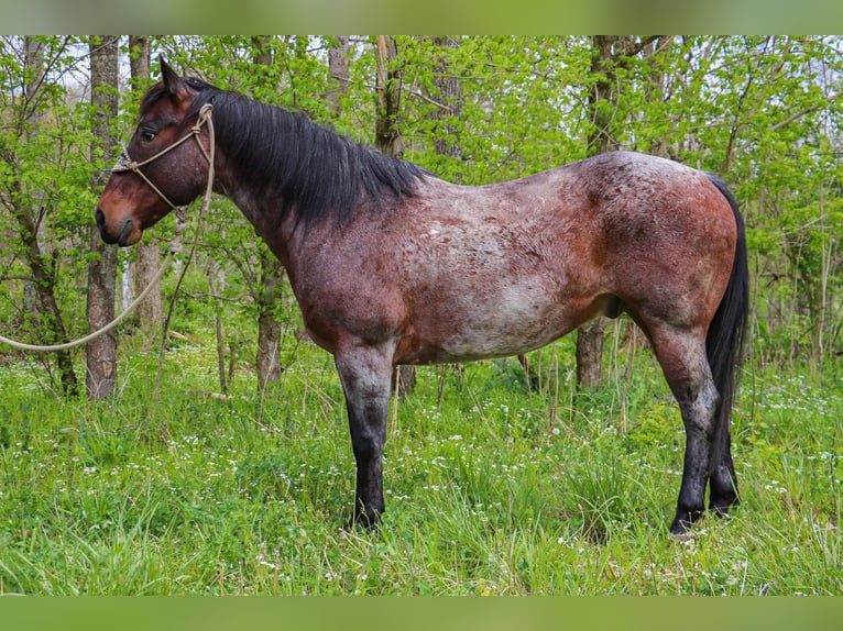 American Quarter Horse Castrone 14 Anni 152 cm Baio roano in Hillsboro KY