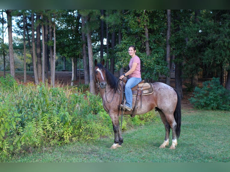 American Quarter Horse Castrone 14 Anni 152 cm Baio roano in Rusk TX