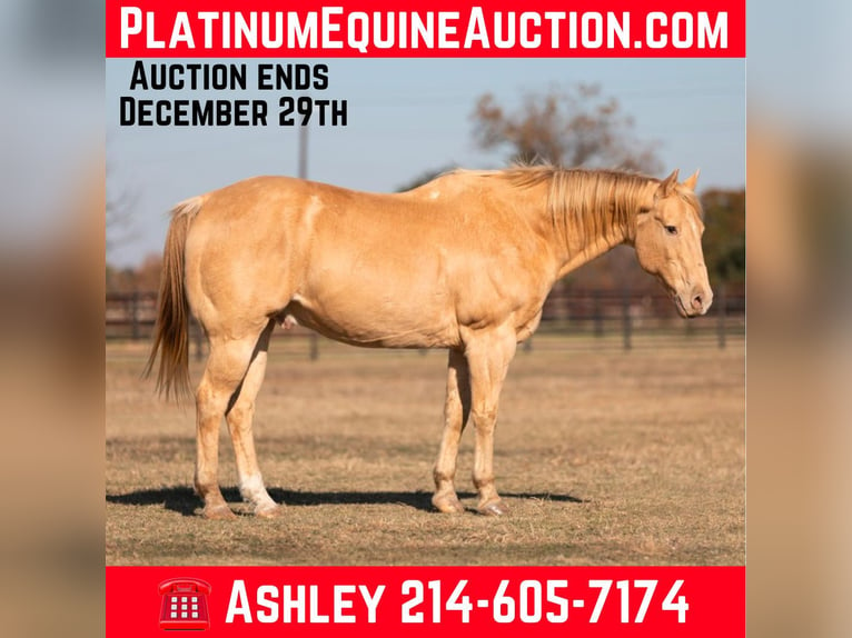 American Quarter Horse Castrone 14 Anni 152 cm Champagne in Weatherford TX