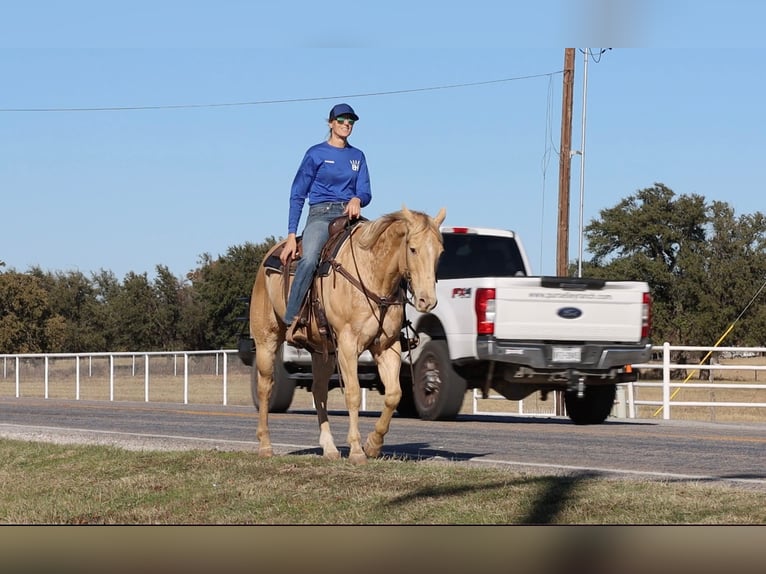 American Quarter Horse Castrone 14 Anni 152 cm Champagne in Weatherford TX