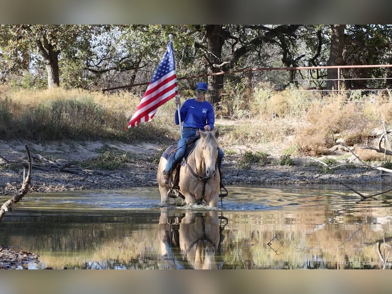 American Quarter Horse Castrone 14 Anni 152 cm Champagne in Weatherford TX