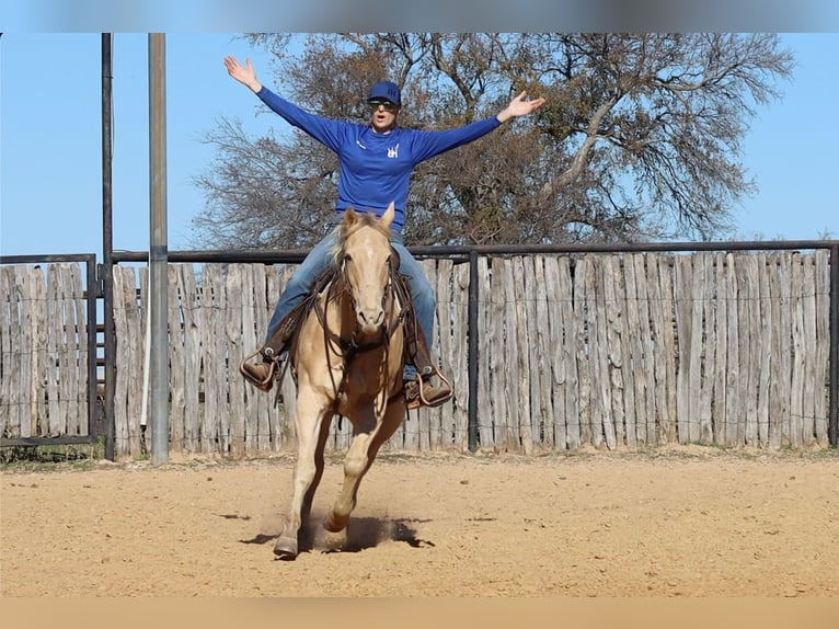 American Quarter Horse Castrone 14 Anni 152 cm Champagne in Weatherford TX