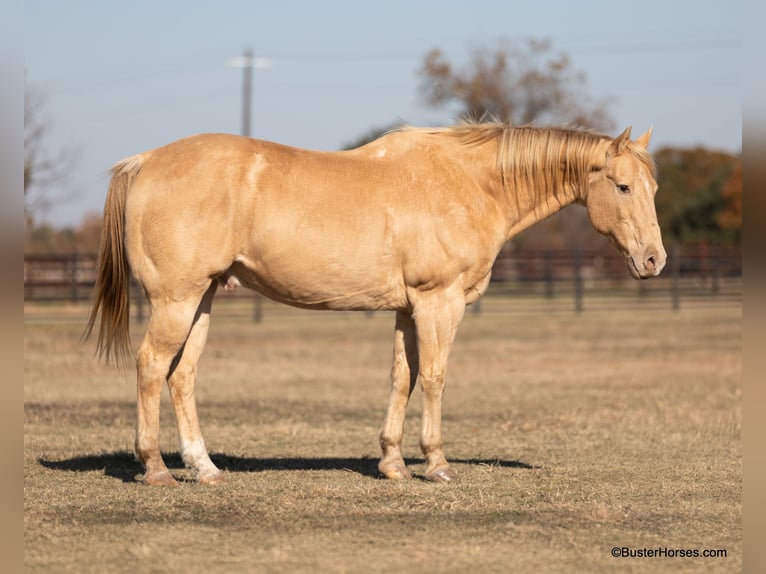 American Quarter Horse Castrone 14 Anni 152 cm Champagne in Weatherford TX