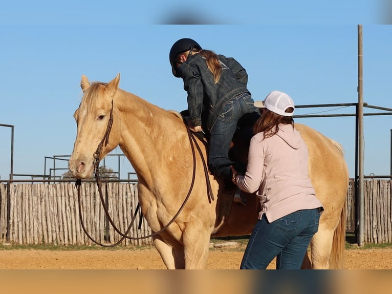 American Quarter Horse Castrone 14 Anni 152 cm Champagne in Weatherford TX