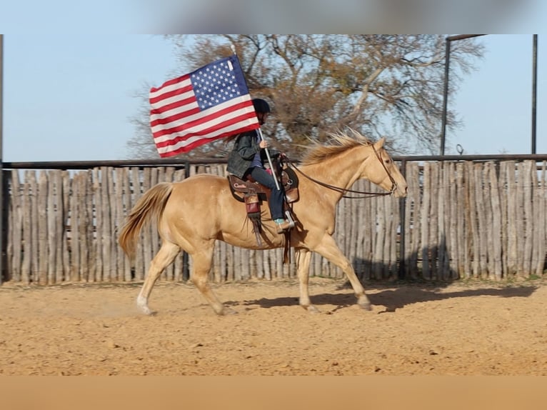 American Quarter Horse Castrone 14 Anni 152 cm Champagne in Weatherford TX