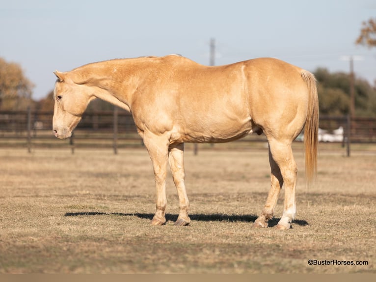 American Quarter Horse Castrone 14 Anni 152 cm Champagne in Weatherford TX