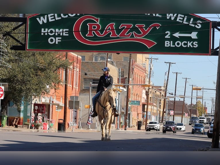 American Quarter Horse Castrone 14 Anni 152 cm Champagne in Weatherford TX