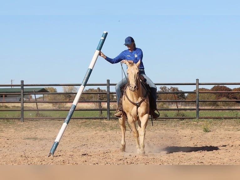 American Quarter Horse Castrone 14 Anni 152 cm Champagne in Weatherford TX