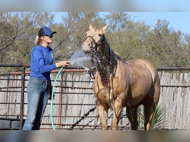 American Quarter Horse Castrone 14 Anni 152 cm Champagne in Weatherford TX