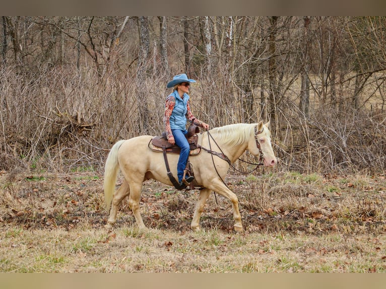 American Quarter Horse Castrone 14 Anni 152 cm Cremello in Hillsboro KY