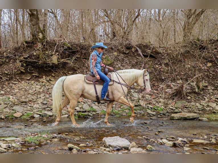 American Quarter Horse Castrone 14 Anni 152 cm Cremello in Hillsboro KY