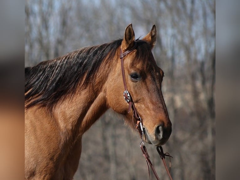 American Quarter Horse Castrone 14 Anni 152 cm Falbo in Brodhead KY