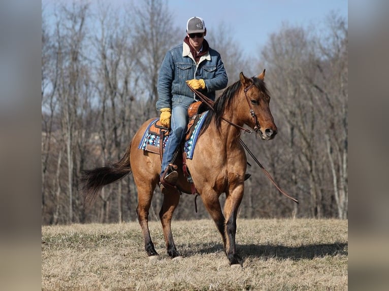 American Quarter Horse Castrone 14 Anni 152 cm Falbo in Brodhead KY