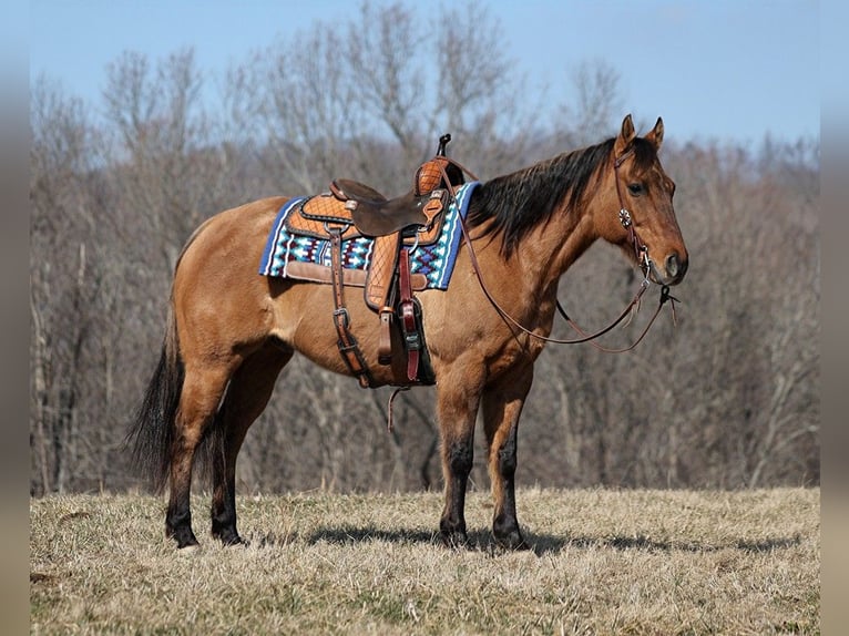 American Quarter Horse Castrone 14 Anni 152 cm Falbo in Brodhead KY