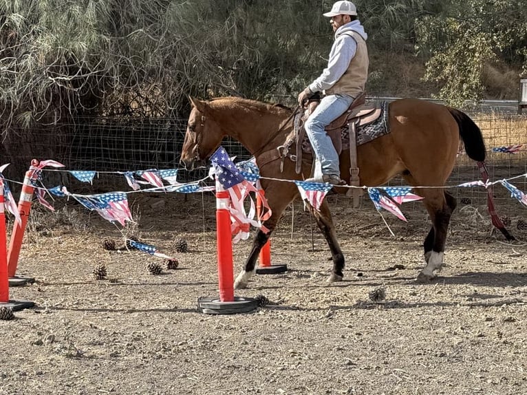 American Quarter Horse Castrone 14 Anni 152 cm Falbo in Paicines CA
