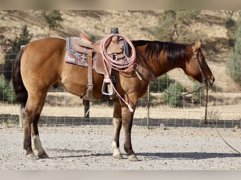 American Quarter Horse Castrone 14 Anni 152 cm Falbo in Paicines CA