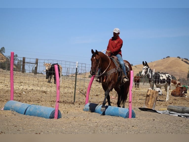 American Quarter Horse Castrone 14 Anni 152 cm Falbo in Paicines CA