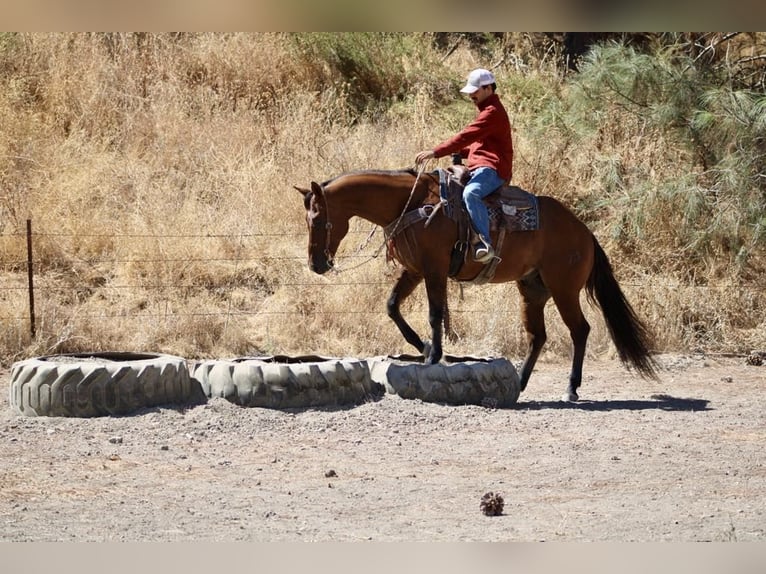 American Quarter Horse Castrone 14 Anni 152 cm Falbo in Paicines CA