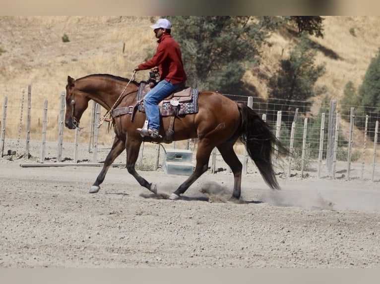 American Quarter Horse Castrone 14 Anni 152 cm Falbo in Paicines CA