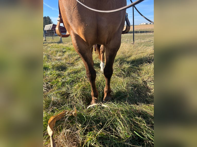 American Quarter Horse Castrone 14 Anni 152 cm Falbo in River Falls WI