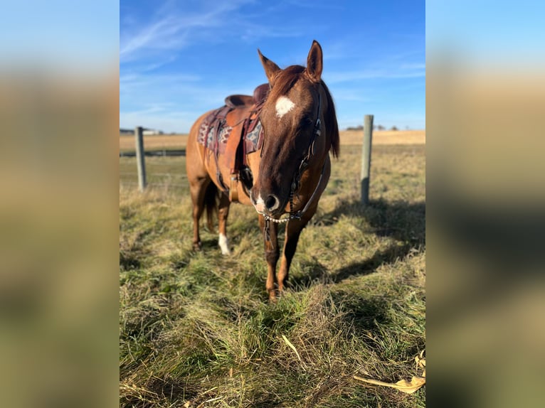 American Quarter Horse Castrone 14 Anni 152 cm Falbo in River Falls WI