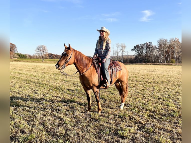 American Quarter Horse Castrone 14 Anni 152 cm Falbo in River Falls WI