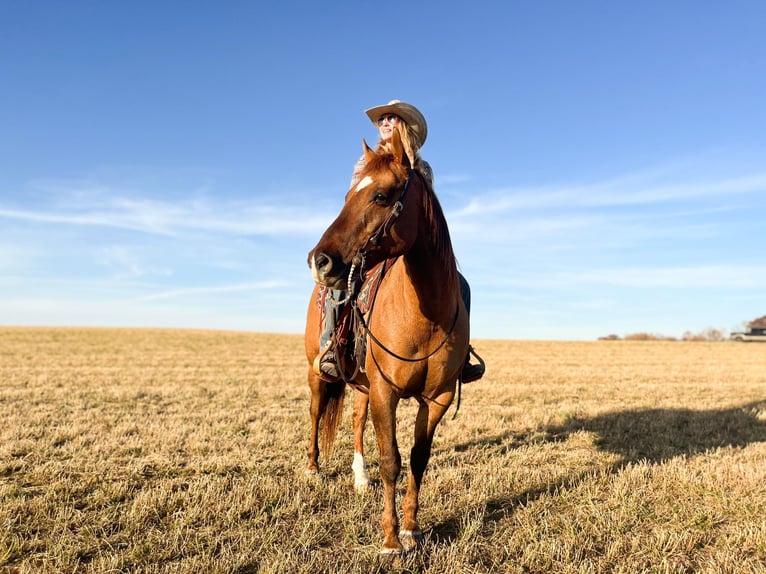 American Quarter Horse Castrone 14 Anni 152 cm Falbo in River Falls WI